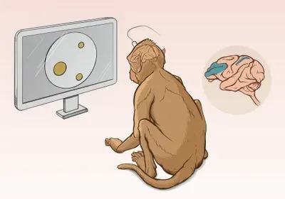 Illustration of a Macaque viewing patterns of dots on a screen